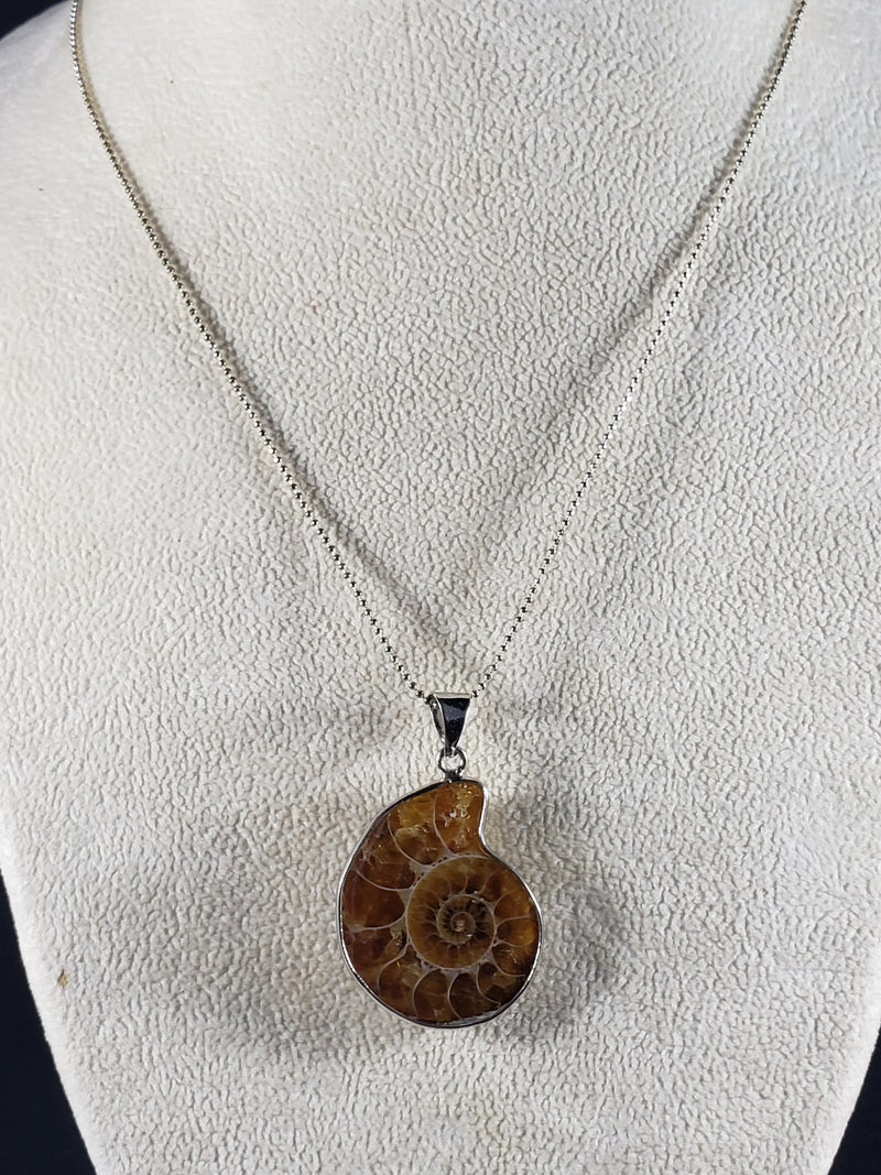 Fossilized Ammonite