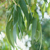 Eucalyptus ~ Eucalyptus globulus