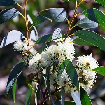 Eucalyptus ~ Eucalyptus globulus