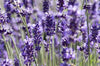 Lavender ~ Lavendula angustifolia