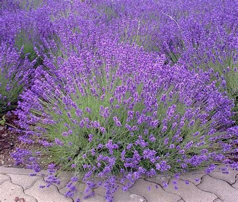 Lavender ~ Lavendula angustifolia